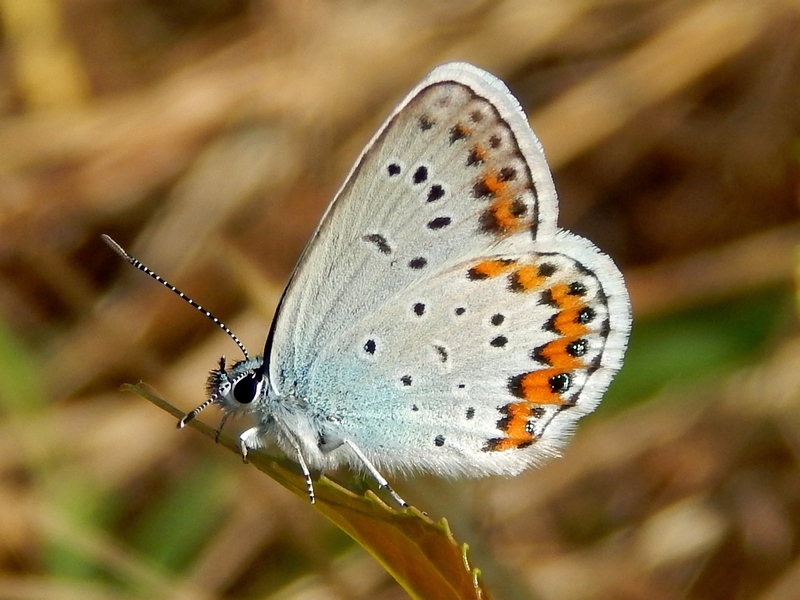 1 Plebejus da ID